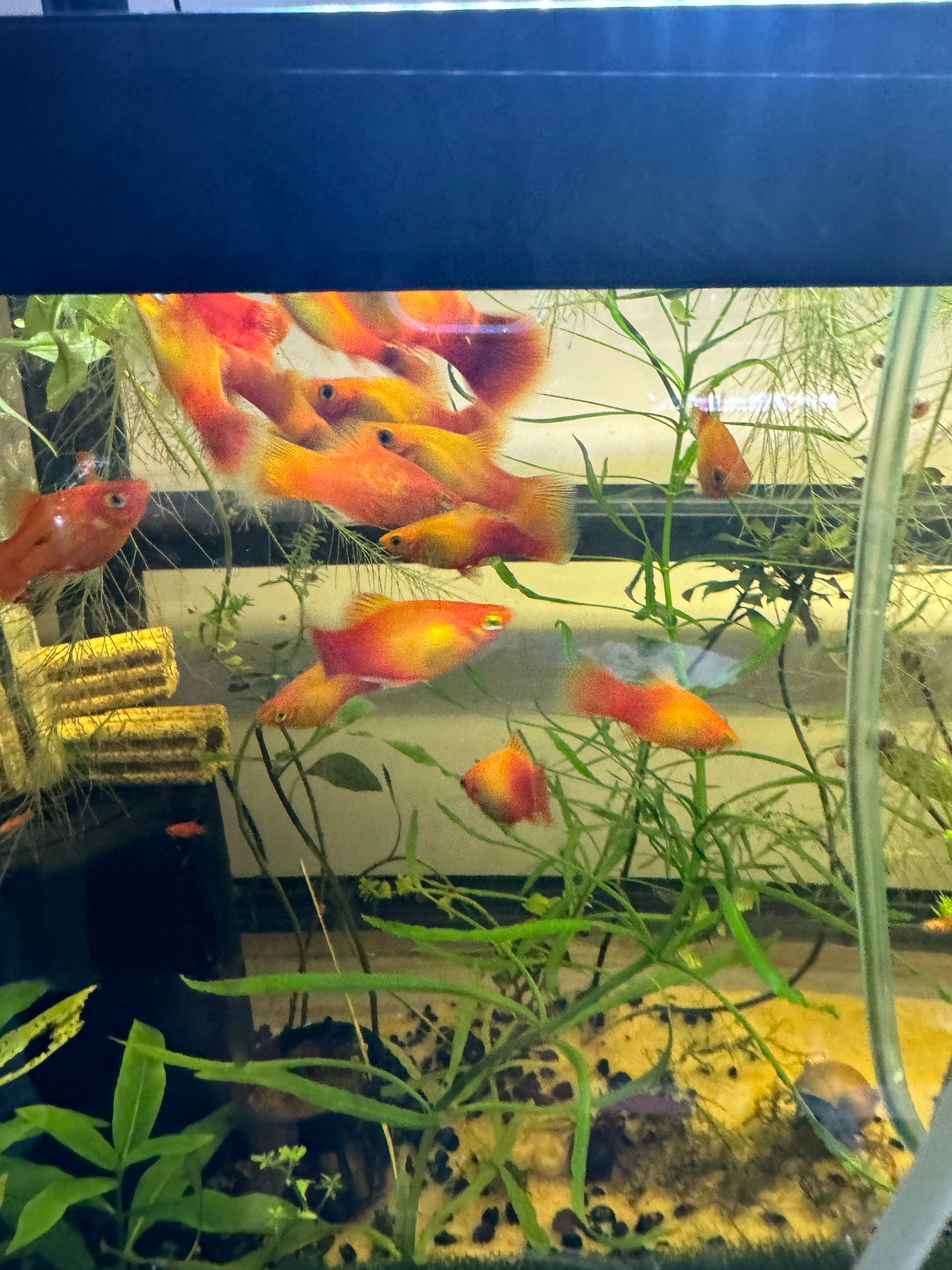 Sunset Platy