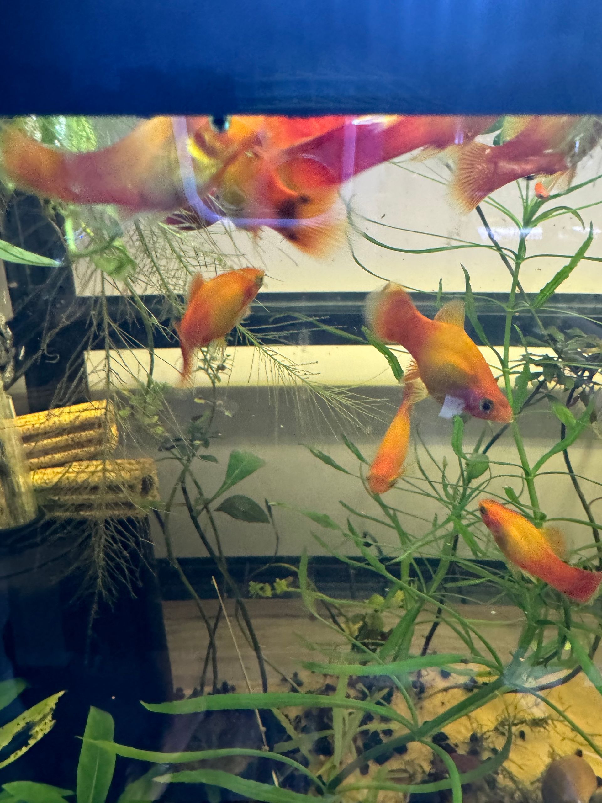 Sunset Platy