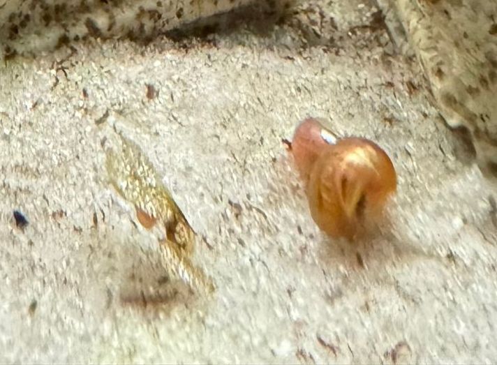 Red/Pink Ramshorn Snails