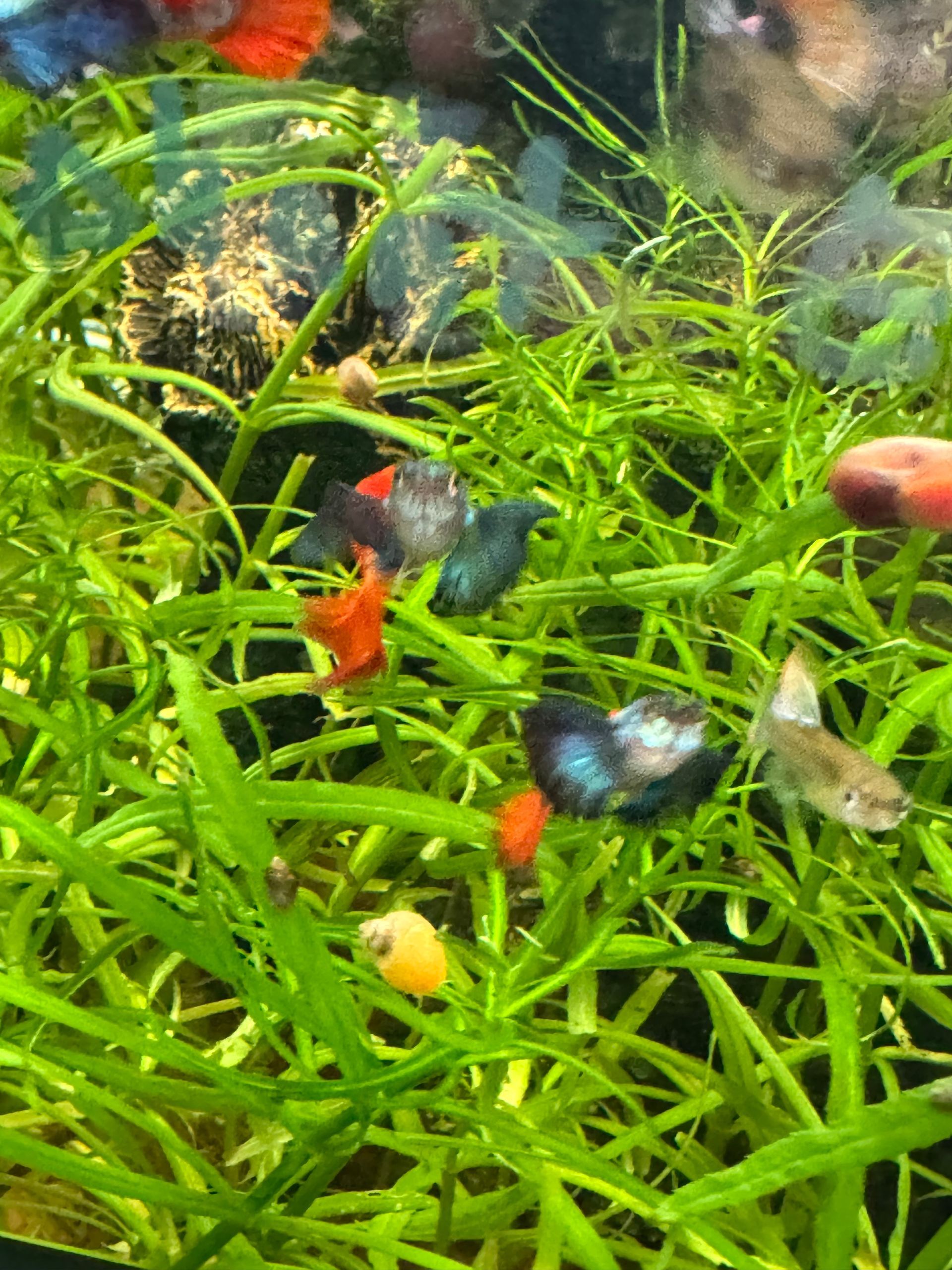 Male Red/Blue Elephant Ear Guppy