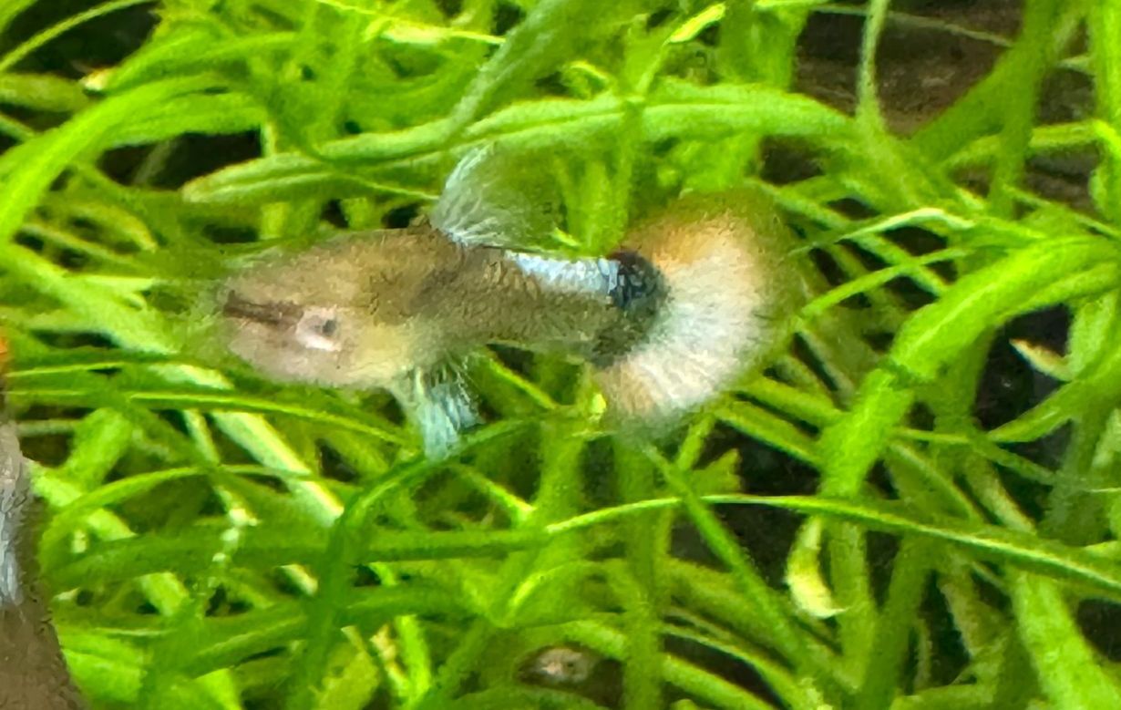 Female Red/Blue Elephant Ear Guppy