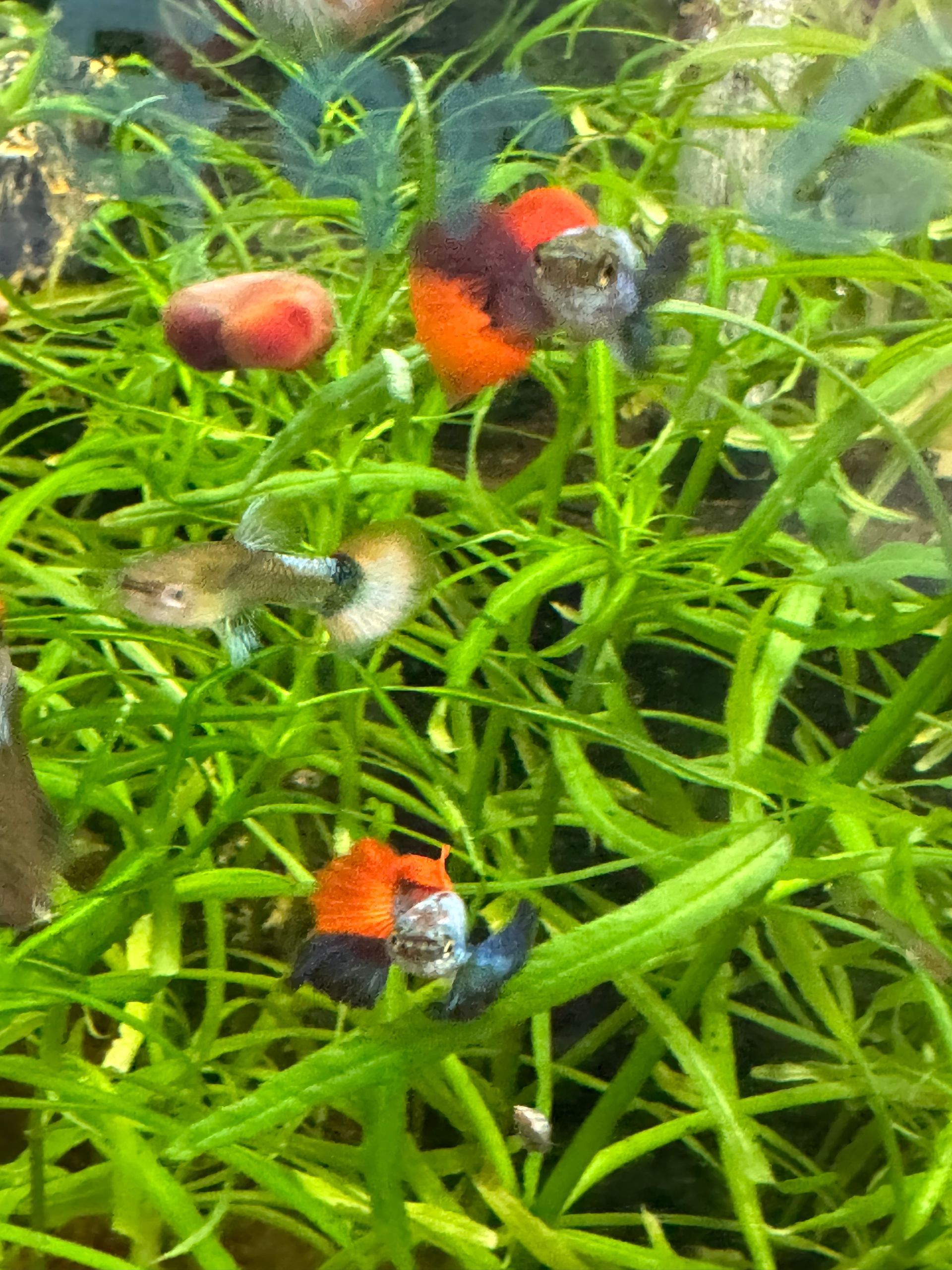 Pair of Red/Blue Elephant Ear Guppy (1 male and 1 female)