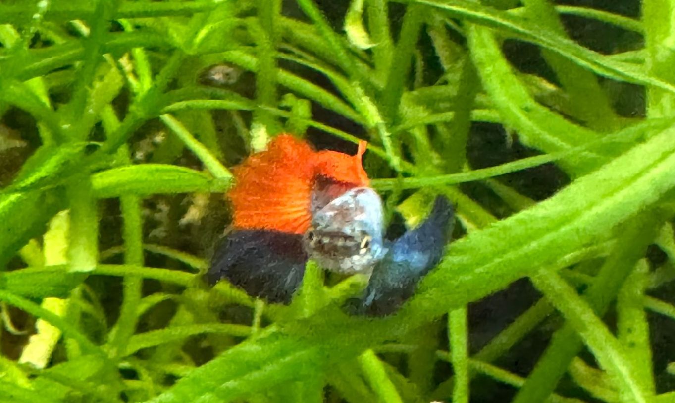 Male Red/Blue Elephant Ear Guppy
