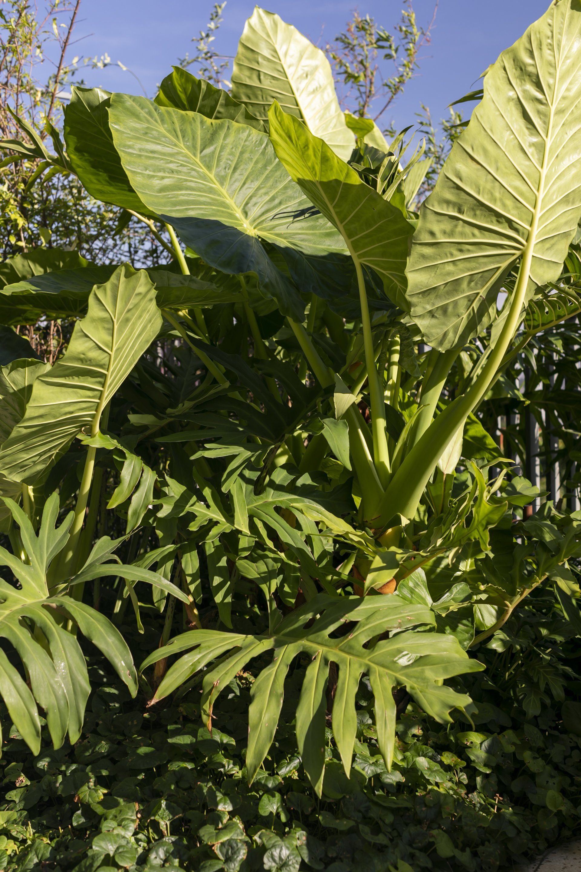 Uma floresta verdejante com muitas plantas e árvores