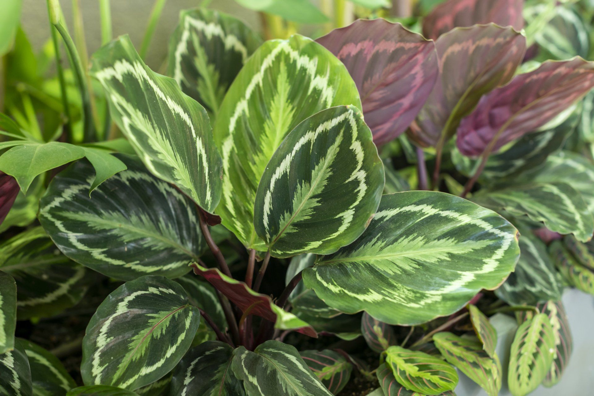 Um close de uma planta com folhas verdes e roxas.