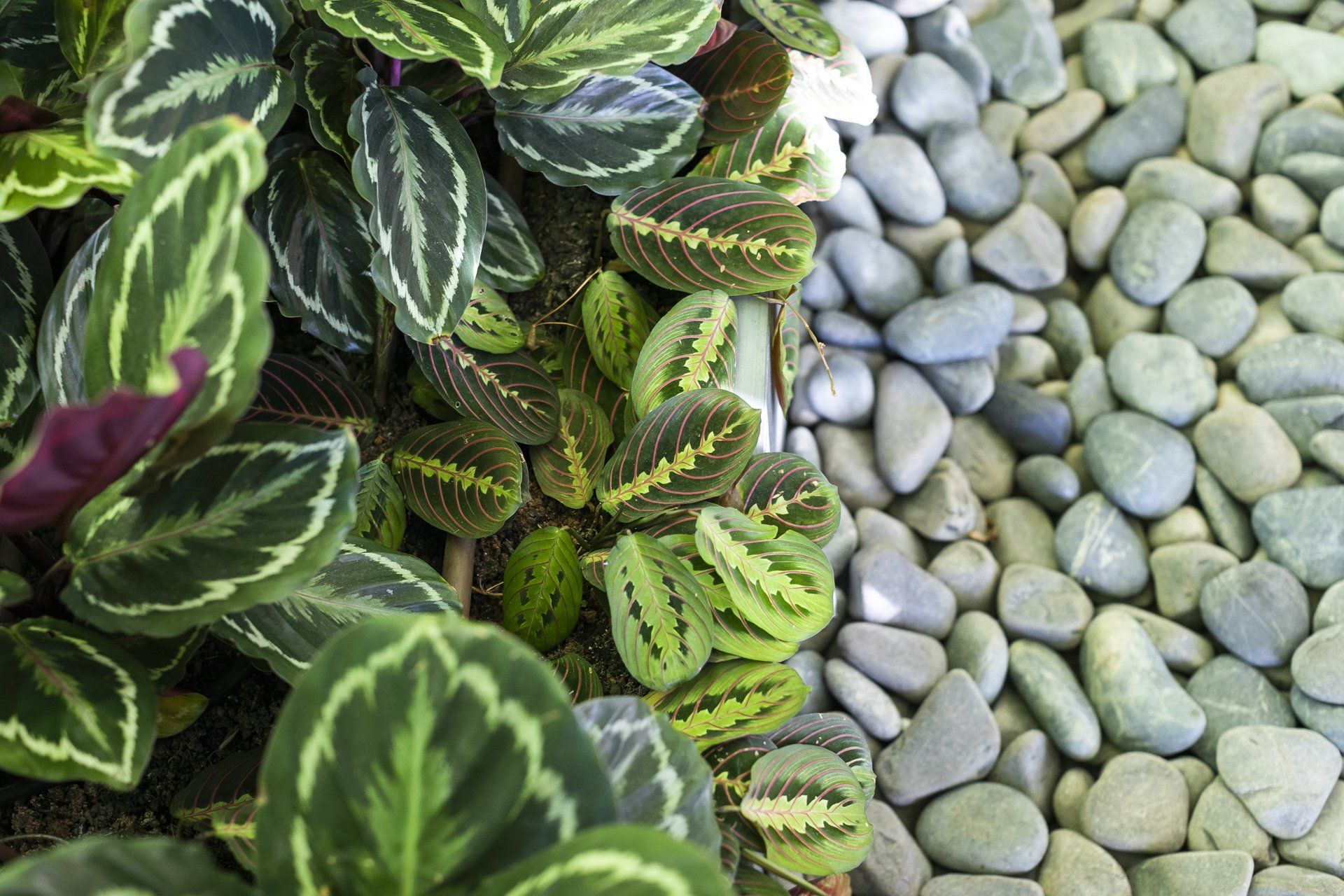 Um close de uma planta ao lado de uma pilha de pedras.