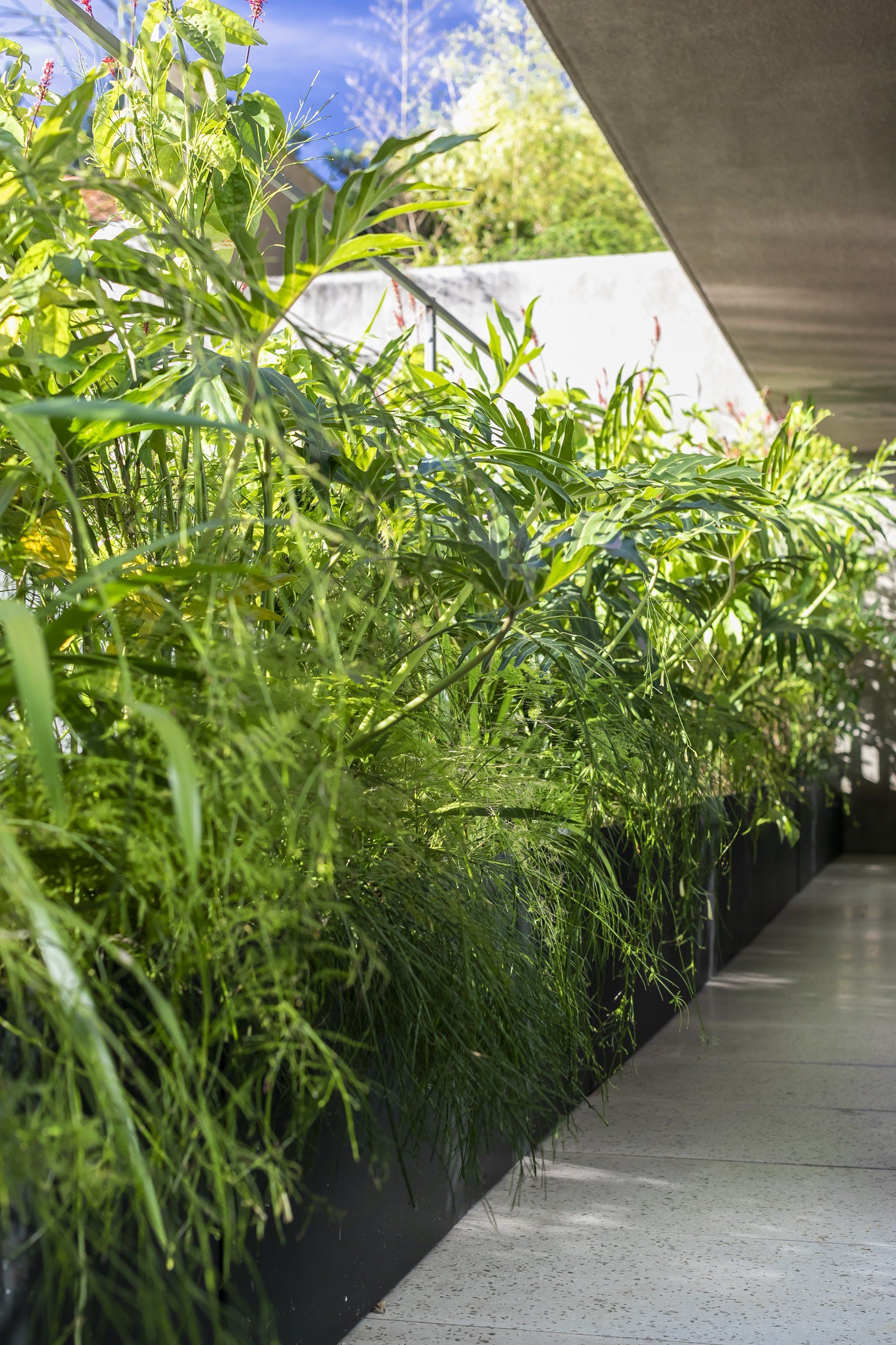 Um longo corredor cheio de plantas verdes.
