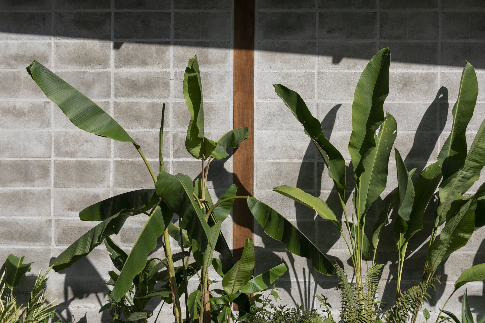 Um monte de plantas cresce em frente a uma parede de tijolos.