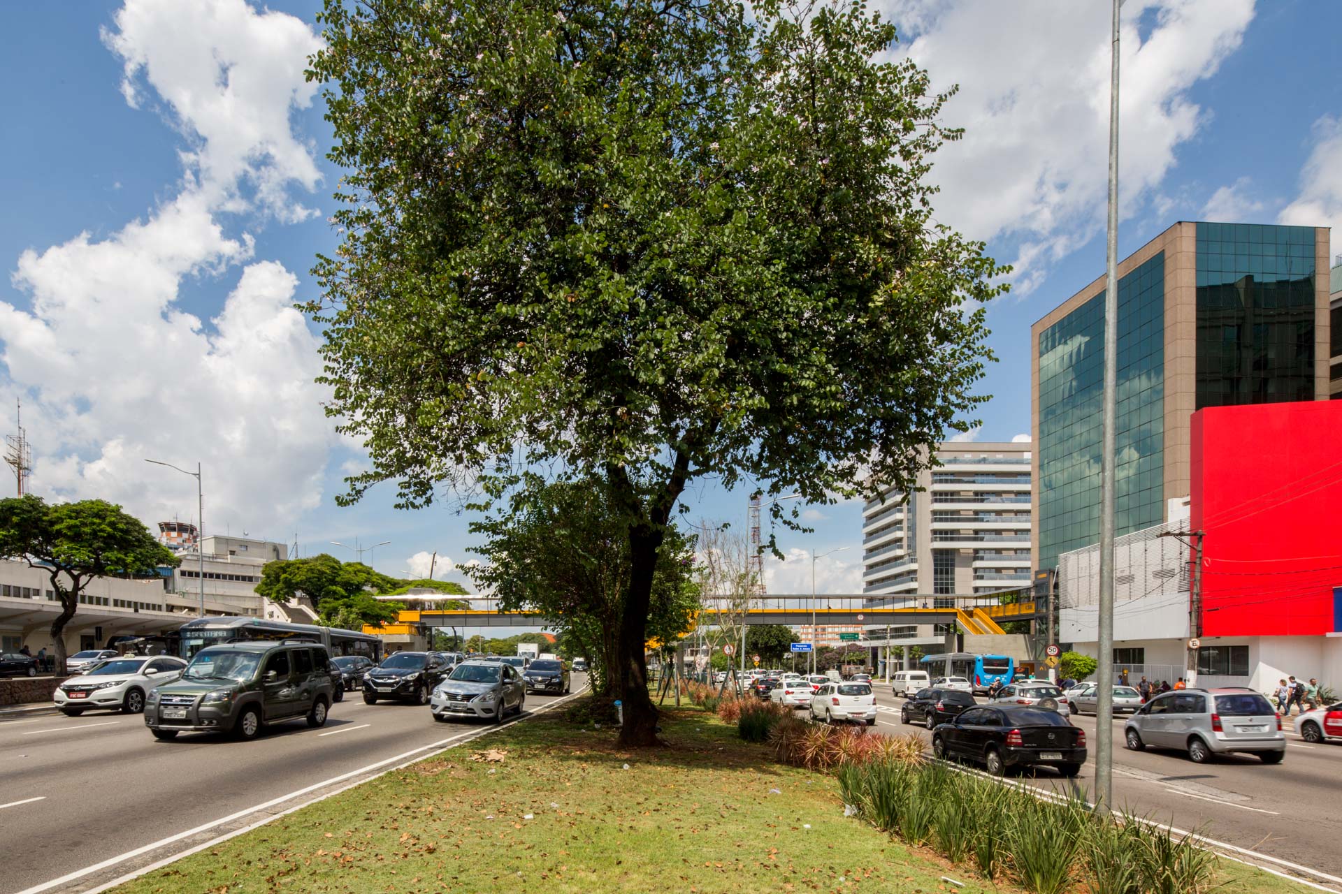 Uma árvore está no meio de uma rua movimentada da cidade.
