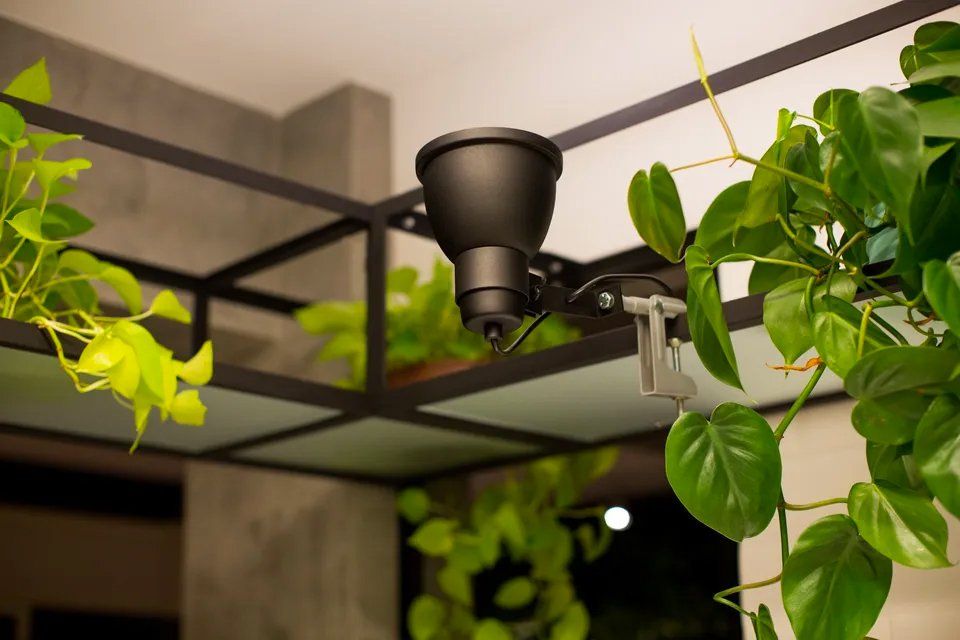 Um close de um ventilador de teto com plantas penduradas nele.