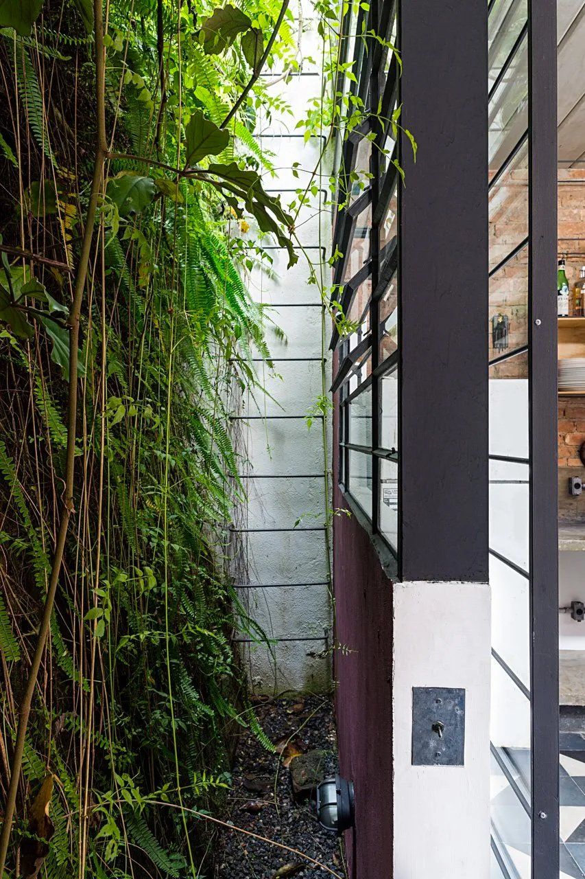 Há uma samambaia crescendo na lateral de um prédio próximo a uma janela.