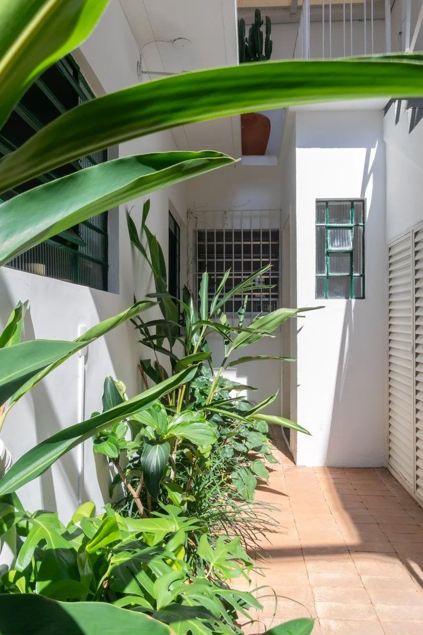 Um prédio branco com muitas plantas verdes na frente