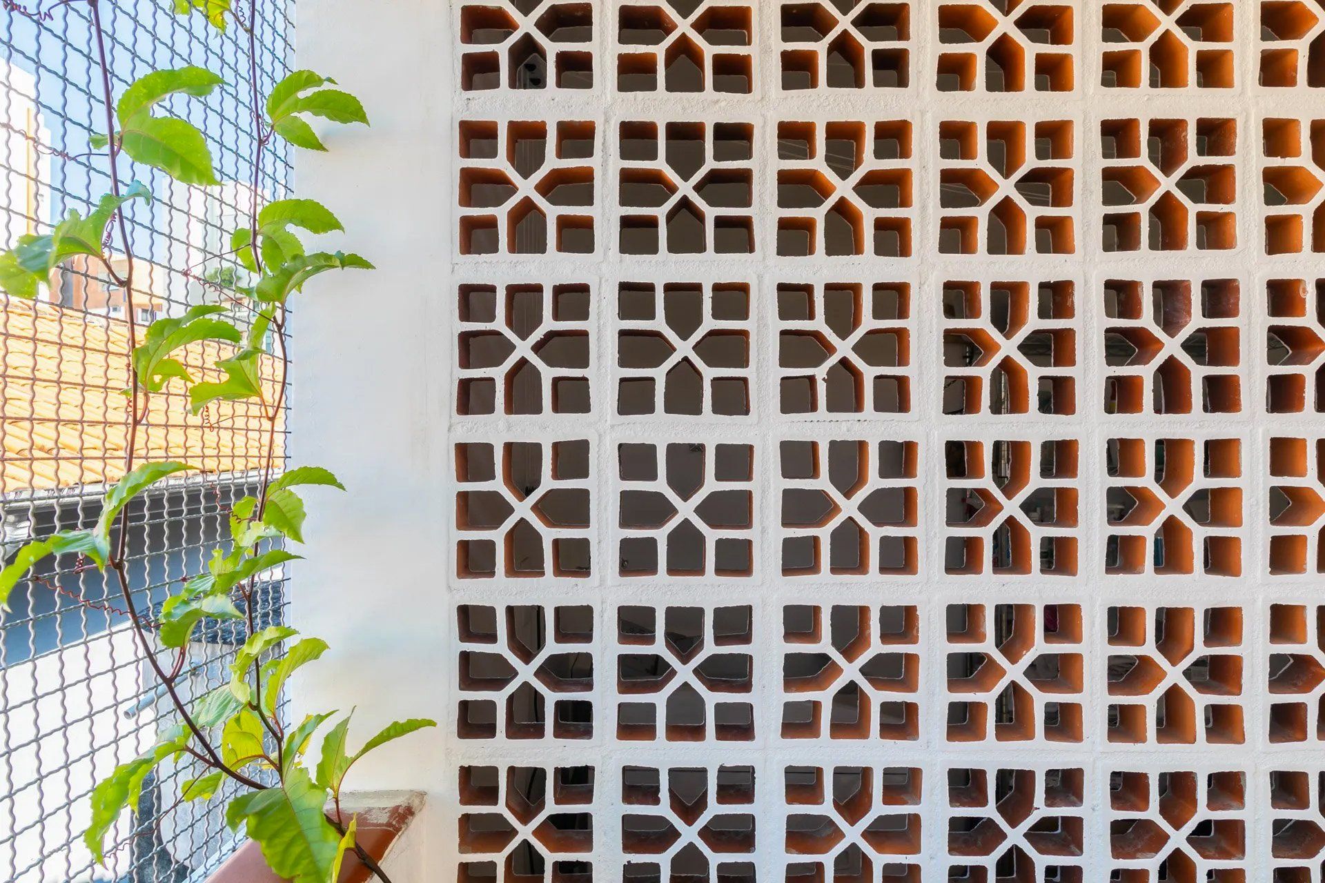 Um close de uma parede com uma planta na frente.