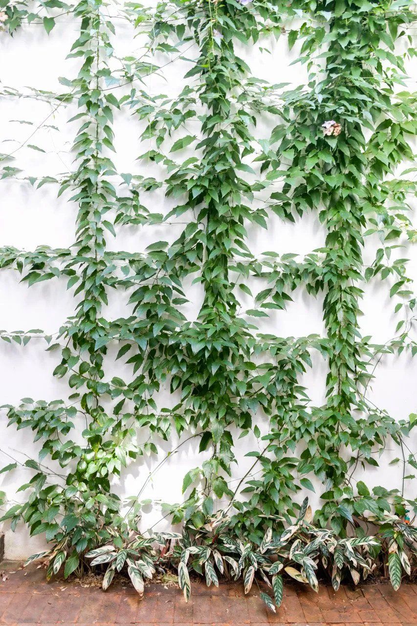 Uma videira está crescendo em uma parede branca.