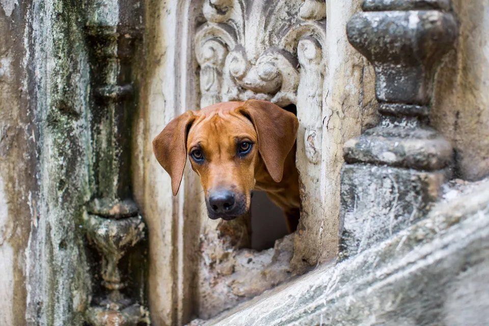 Um cachorro marrom está enfiando a cabeça para fora de um buraco em uma parede de pedra.