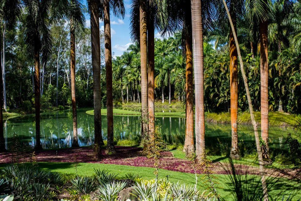 Há um lago no meio da floresta rodeado de palmeiras.