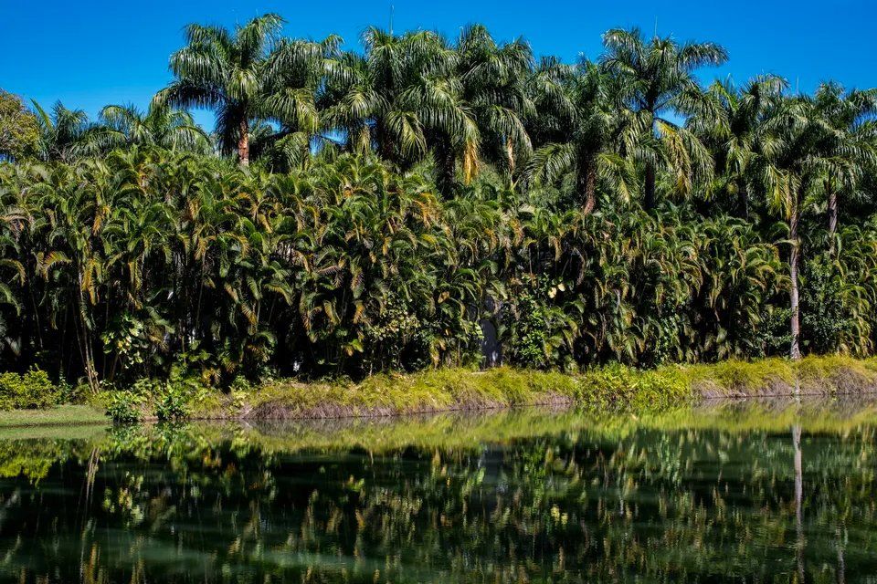 Uma fileira de palmeiras é refletida em um corpo d'água.
