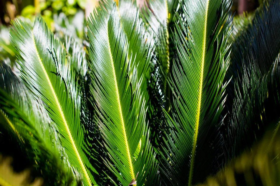 Um close de uma folha de palmeira com gotas de água sobre ela.