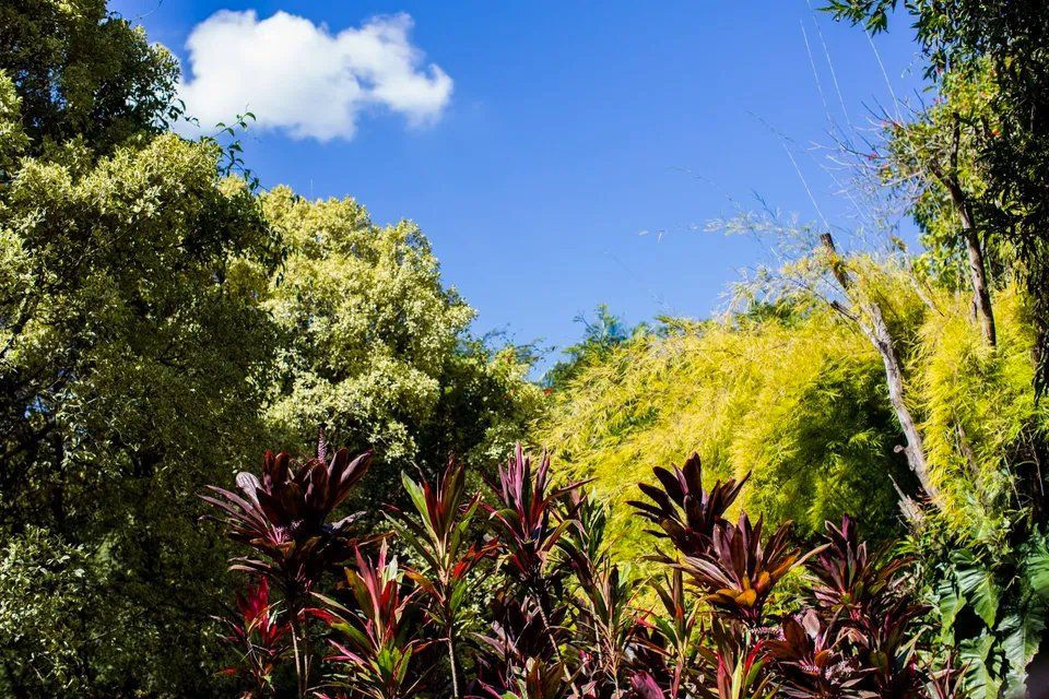 Uma exuberante floresta verde com árvores e plantas contra um céu azul