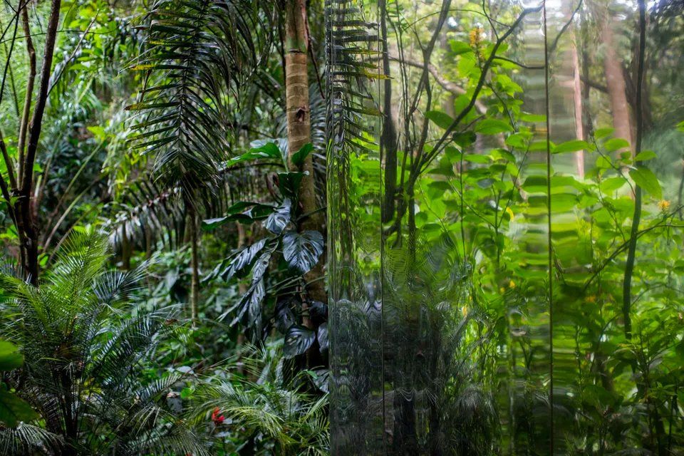 Uma exuberante floresta verde com árvores e samambaias na chuva.