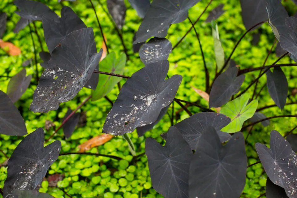 Um close de uma planta com folhas pretas e folhas verdes.