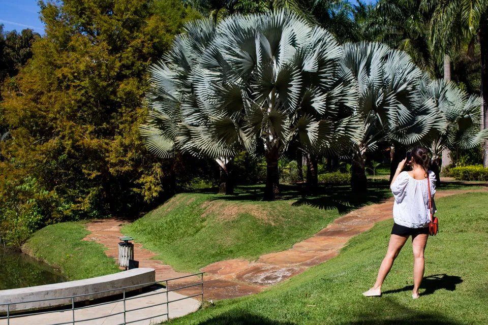 Uma mulher está tirando uma foto de uma palmeira em um parque.