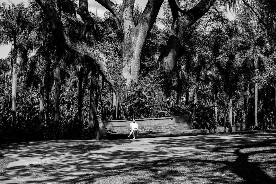 Uma foto em preto e branco de uma grande árvore em um parque.