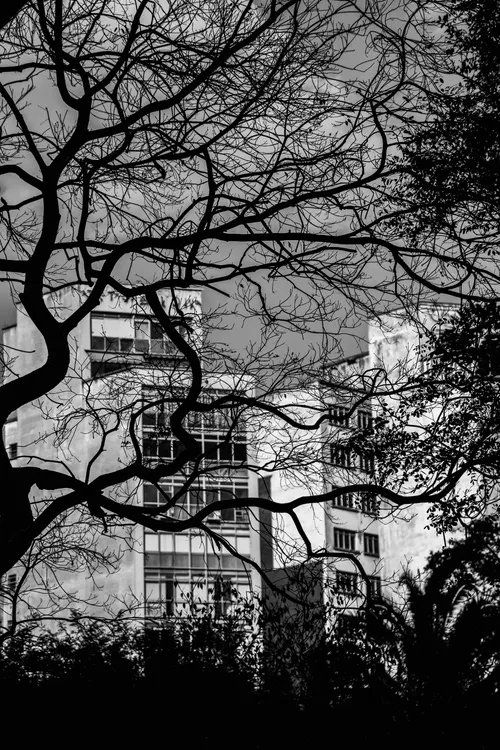 Uma foto em preto e branco de uma árvore em frente a um prédio