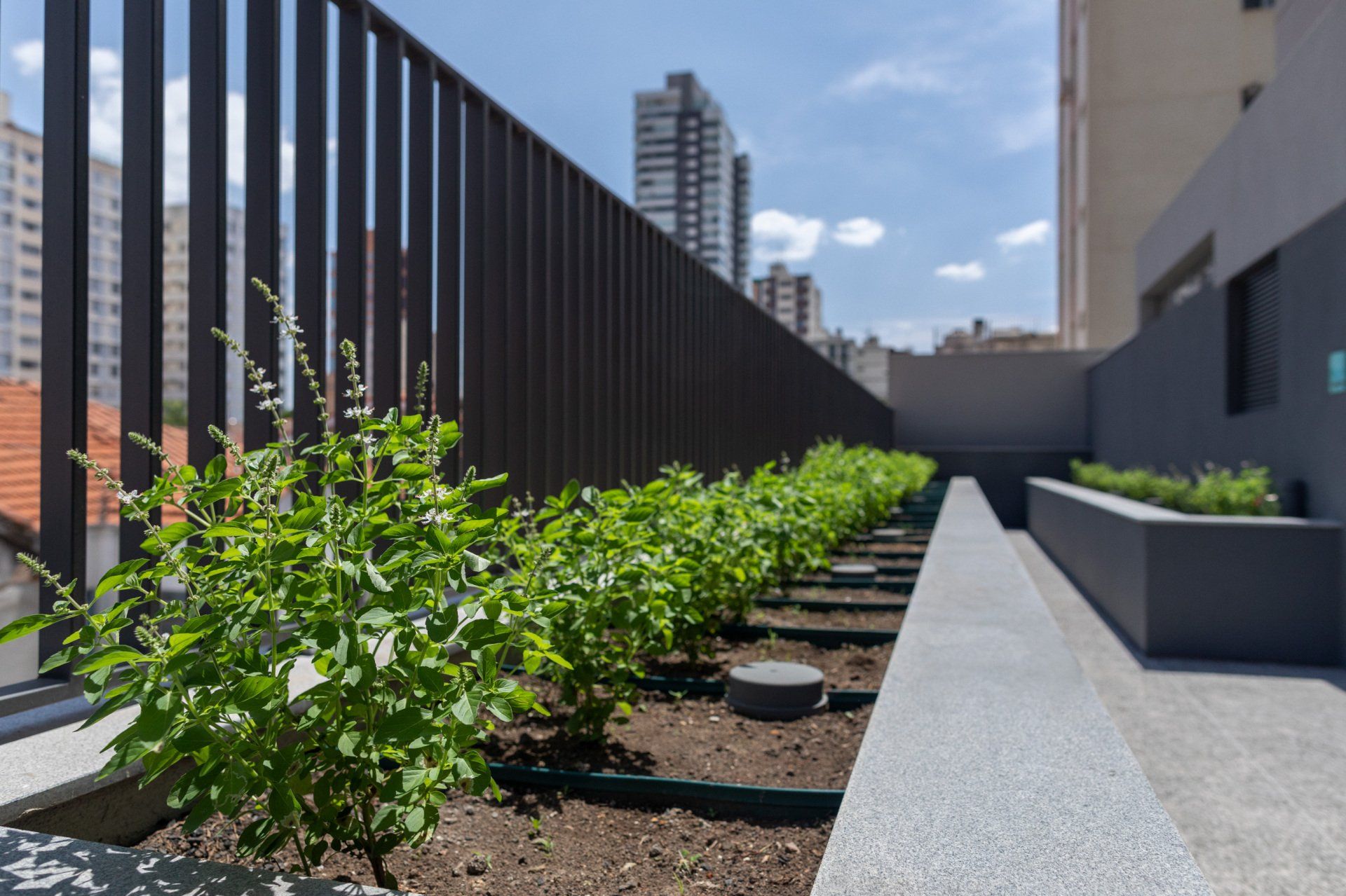 Uma cerca com uma fileira de plantas na frente
