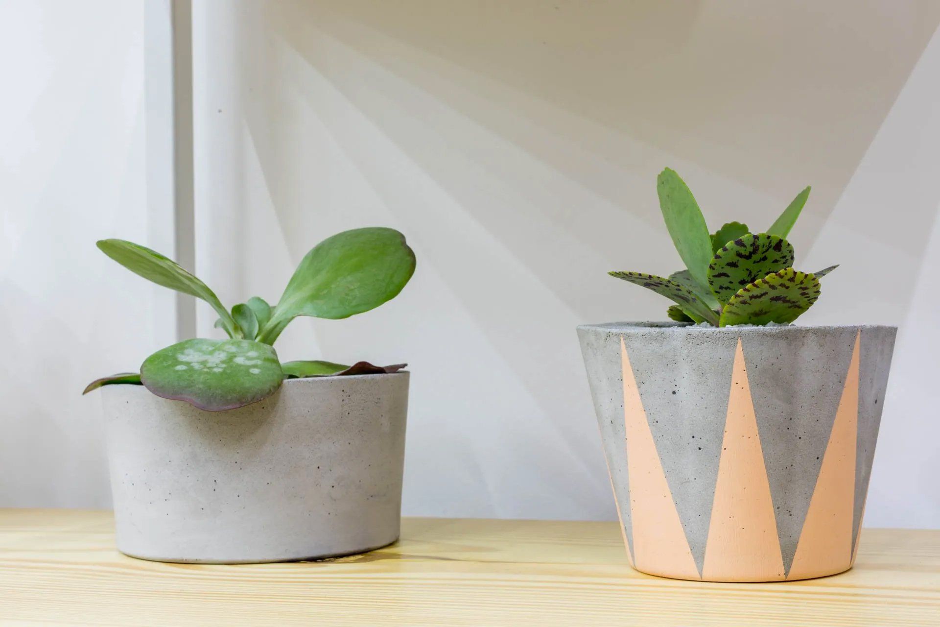 Dois vasos de plantas estão sobre uma mesa de madeira.