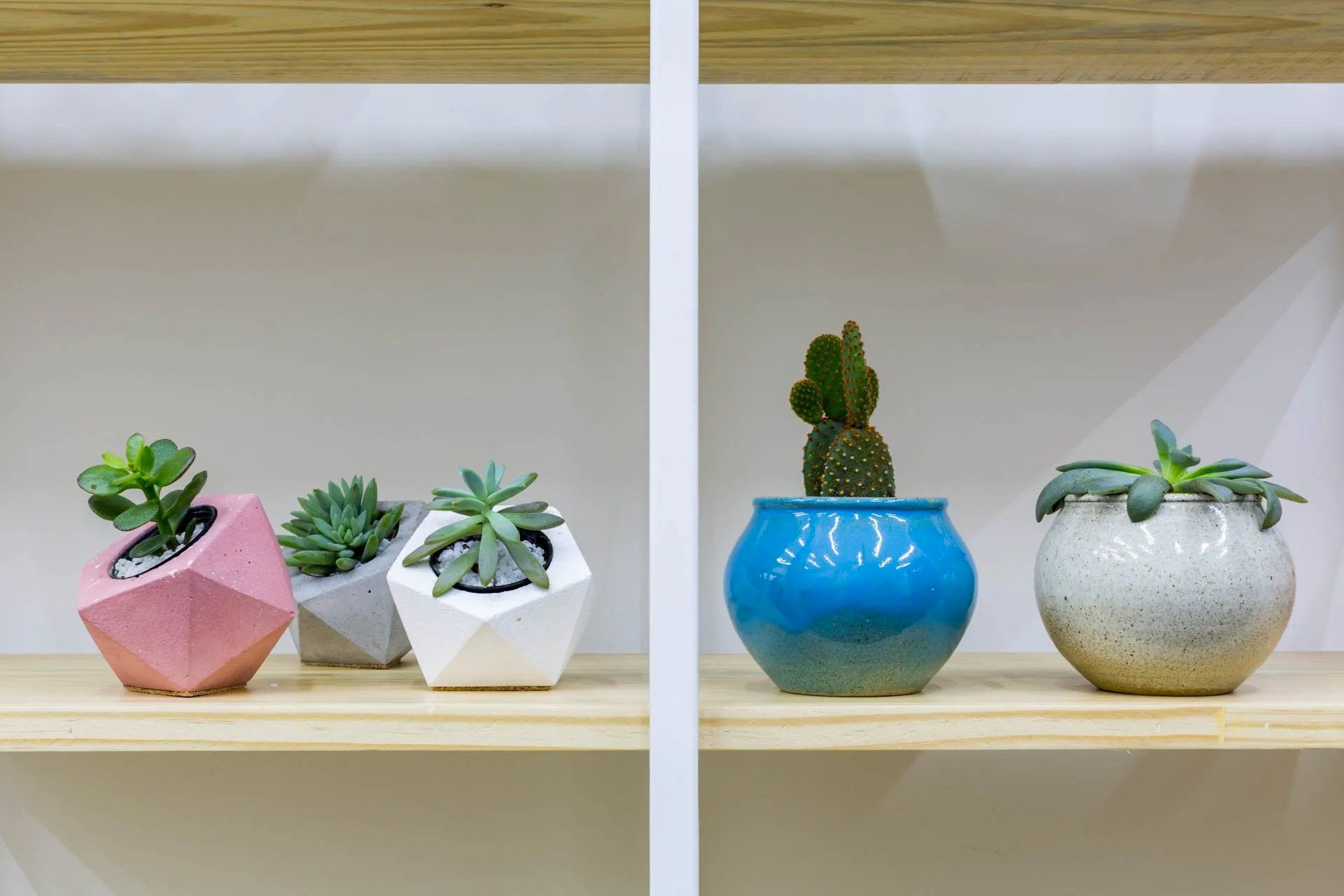 Um grupo de vasos de plantas está em uma prateleira de madeira.