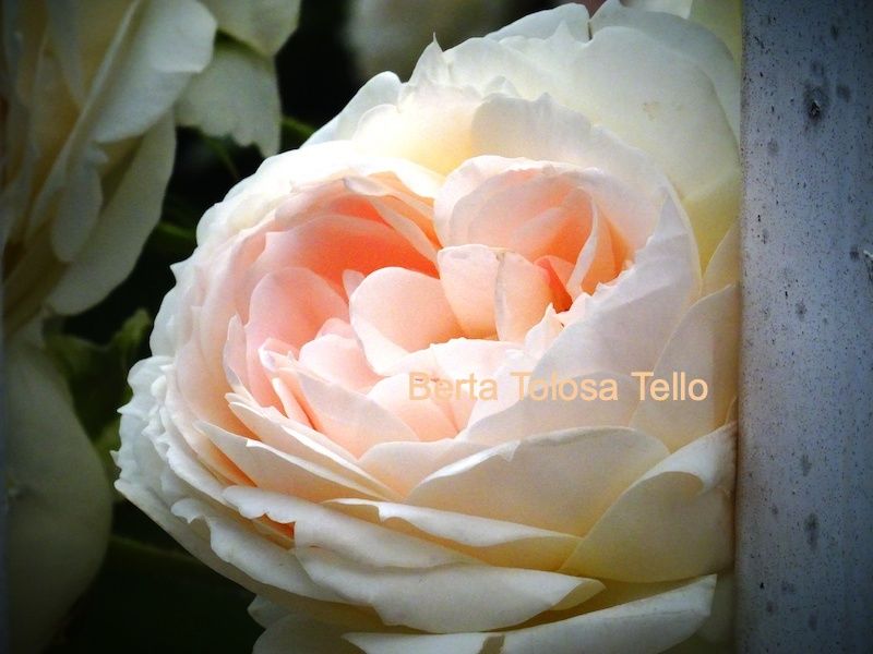 Un primer plano de una rosa blanca con la palabra tello en la parte inferior.