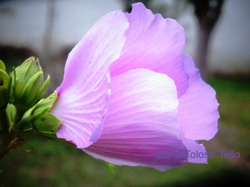 Un primer plano de una flor morada con un tallo verde.