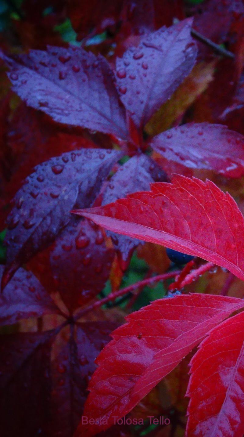Un primer plano de hojas rojas y moradas con gotas de agua sobre ellas.