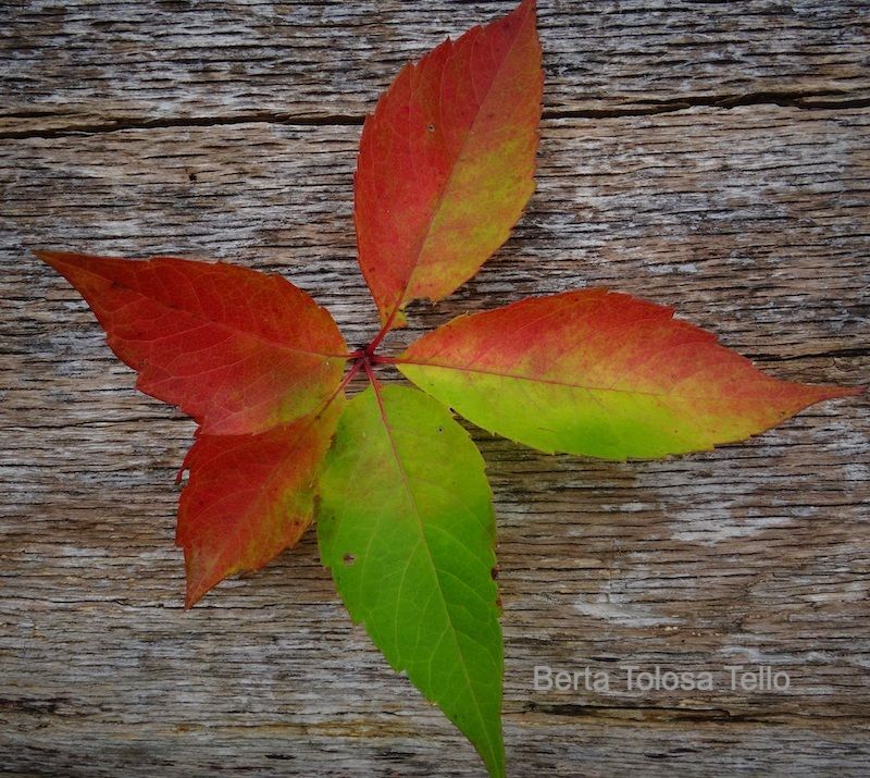 Hojas rojas y verdes sobre una superficie de madera de Berta Tolosa Tello