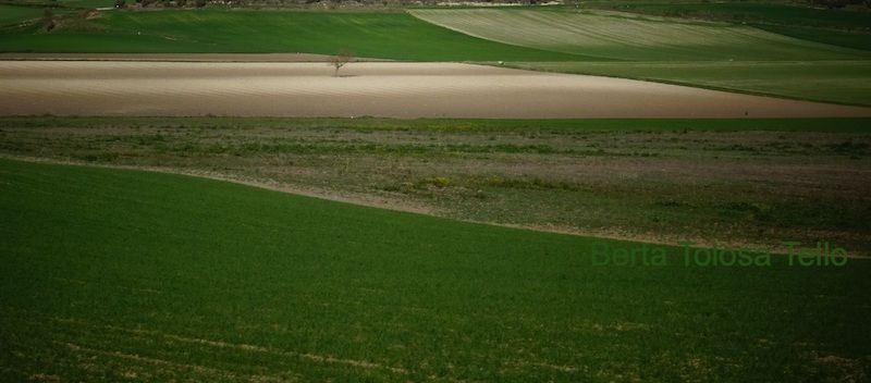 Una persona camina por un campo de hierba y tierra.