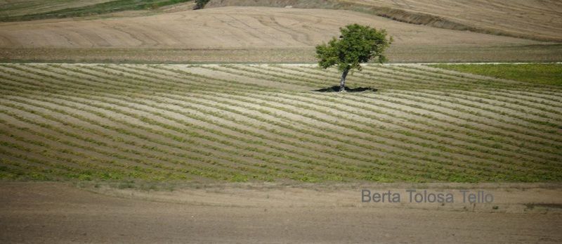 Hay un árbol en el medio de un campo.