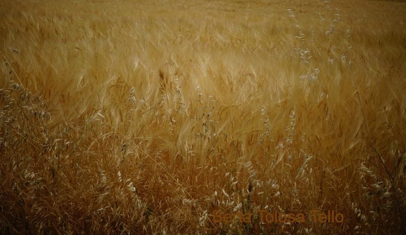 Un campo de trigo está creciendo con el viento.