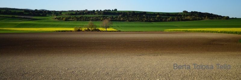 Una imagen borrosa de un campo con árboles al fondo.