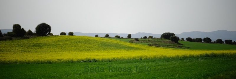 Un campo de hierba verde y flores amarillas con árboles al fondo.