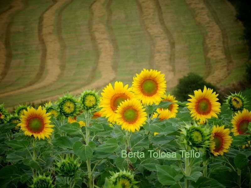 Un campo de girasoles con un campo de heno al fondo.