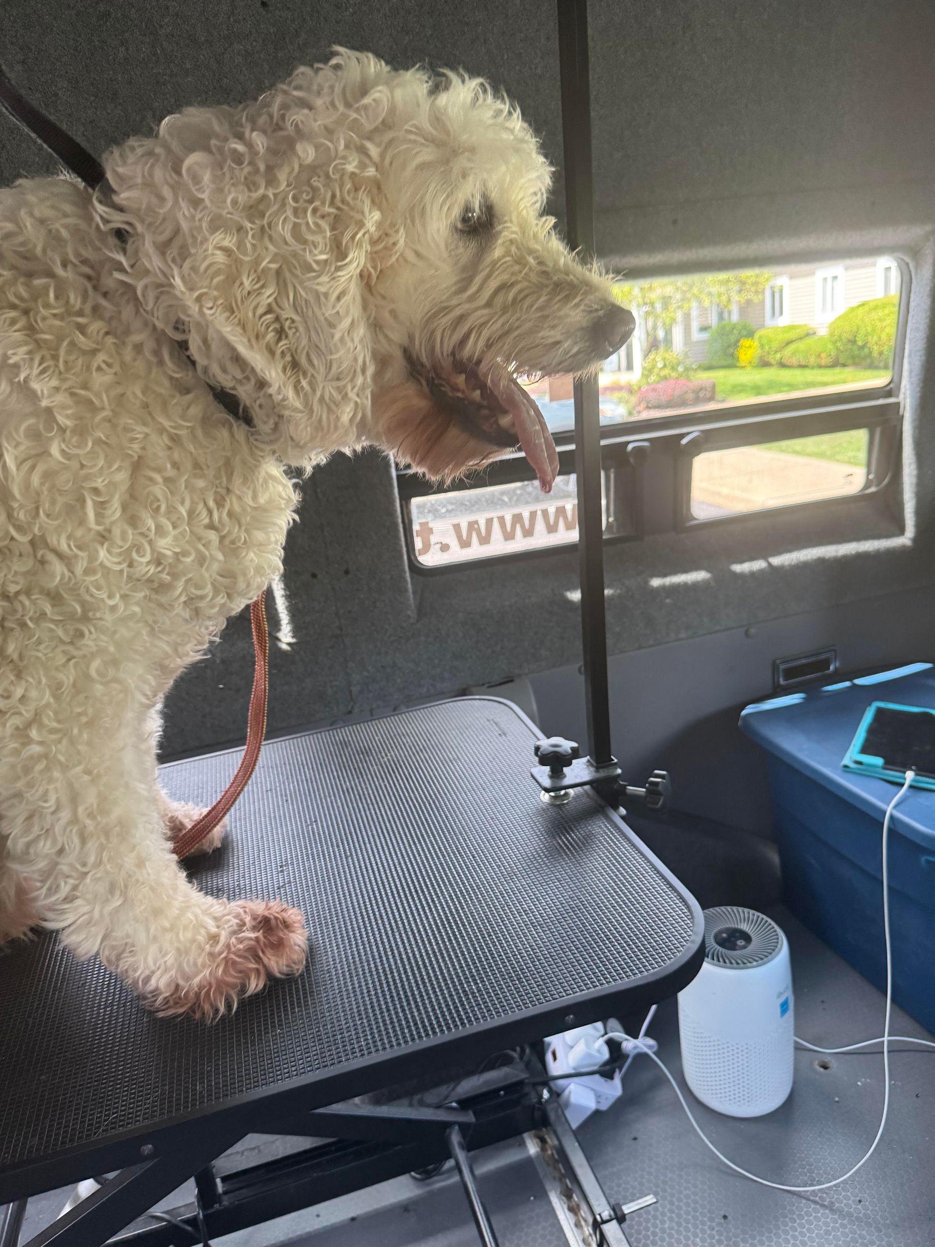 A small white dog is standing on a grooming table.