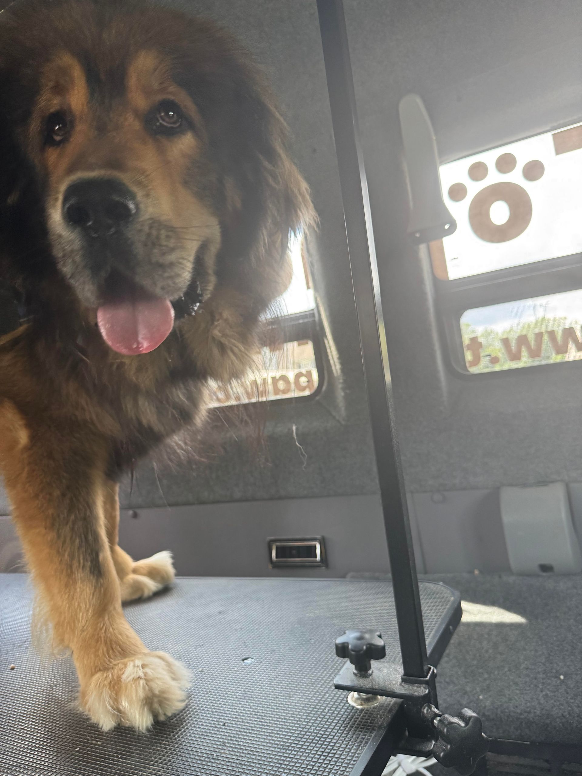 A brown dog is standing in the back of a vehicle