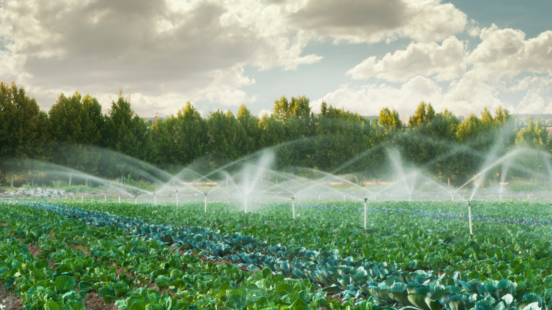 A field of cabbage is being watered with sprinklers.