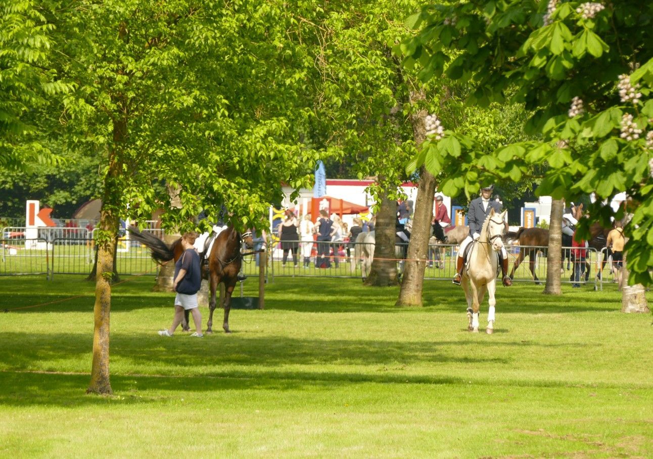Paarden en ruiters in een grasveld, toeschouwers op de achtergrond. Zonnige dag.