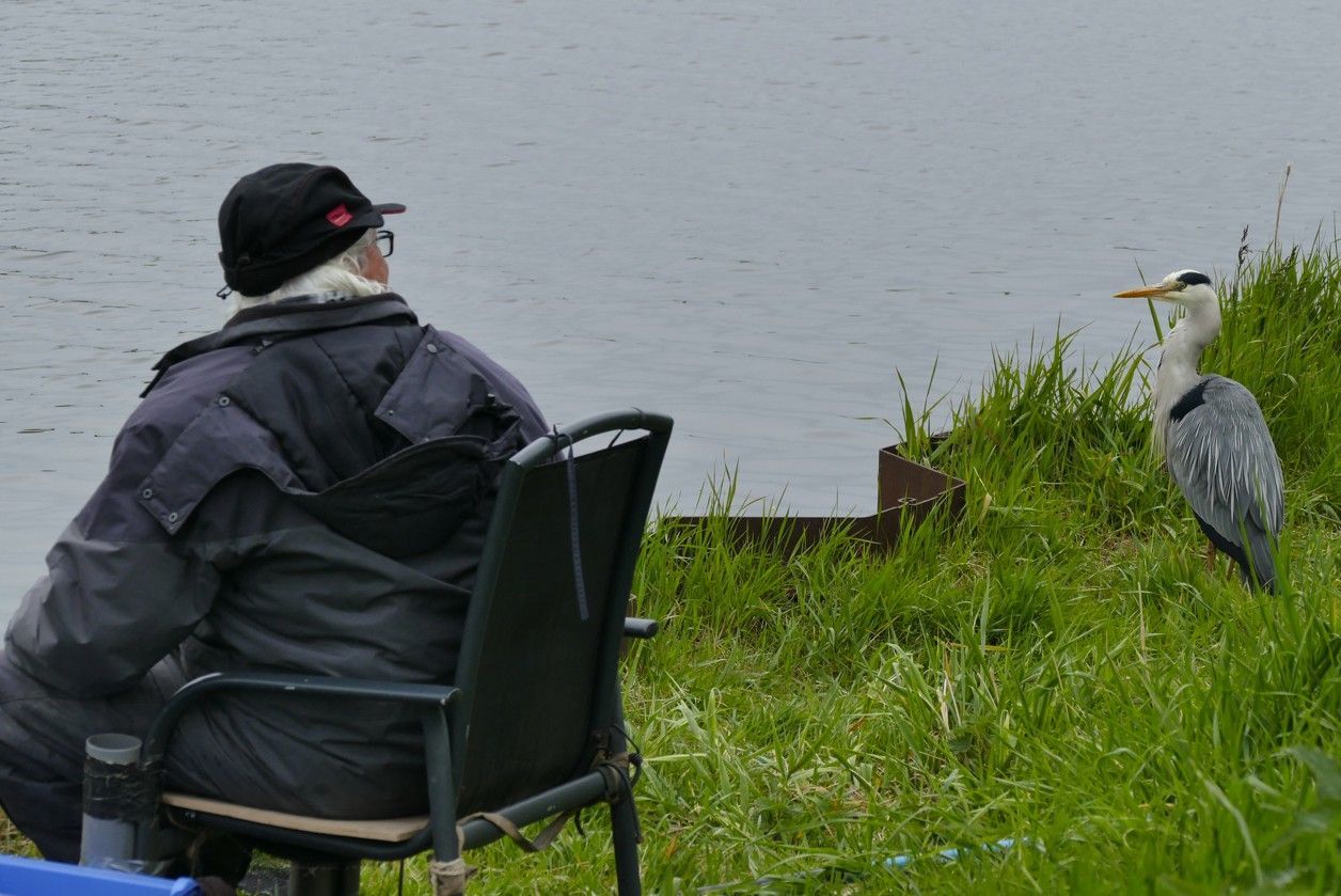 Een man in een donkere jas en pet zit aan het water, een reiger staat vlakbij op de grashelling.