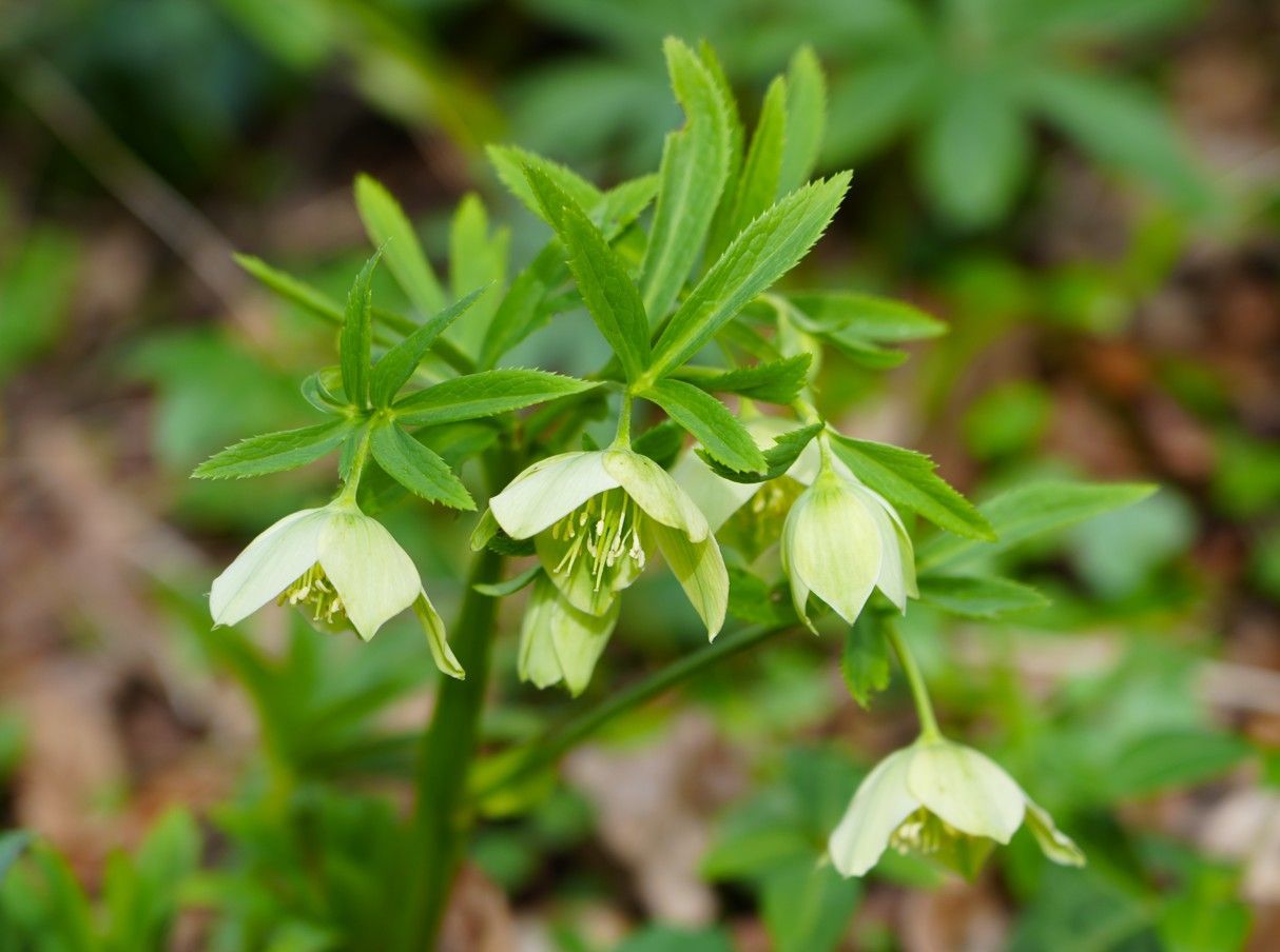 Een tros lichtgroene helleborusbloemen met delicate, klokvormige bloemblaadjes bloeit tussen gekartelde groene bladeren.
