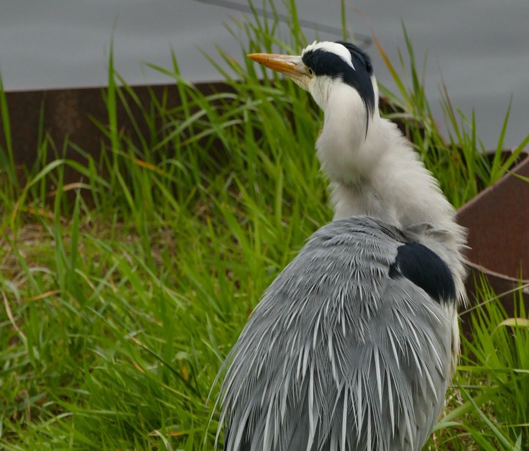 Grijze reiger staat in het gras vlakbij het water en kijkt omhoog met open snavel.