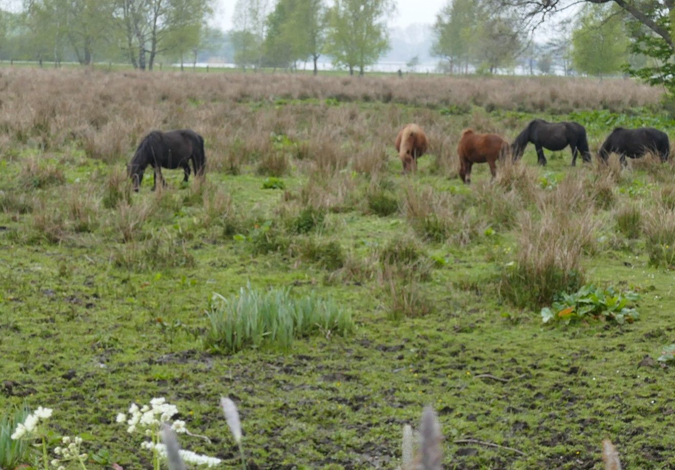 Paarden grazen in een grasveld, bomen op de achtergrond, bewolkte lucht.