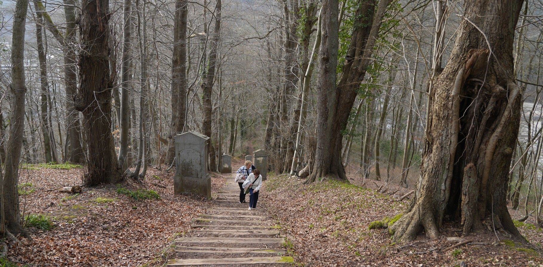 Twee mensen lopen een stenen trap op langs een bospad en passeren een grote, holle boomstam en een stenen markering.